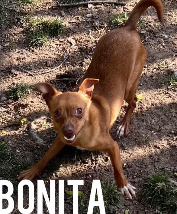 Enlarge Bonita, a ADOPTABLE mixed breed in Harrington, DE image 2/4
