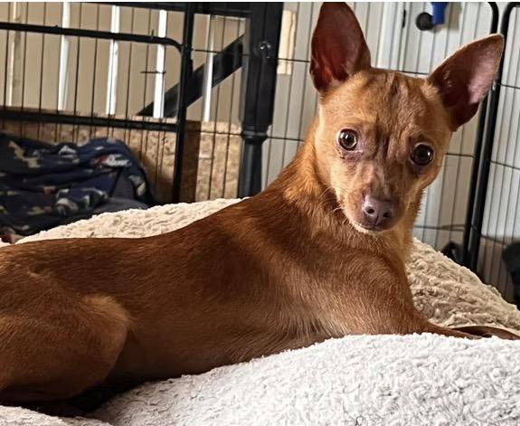 Bonita, ADOPTABLE, Puppy Female Chihuahua.