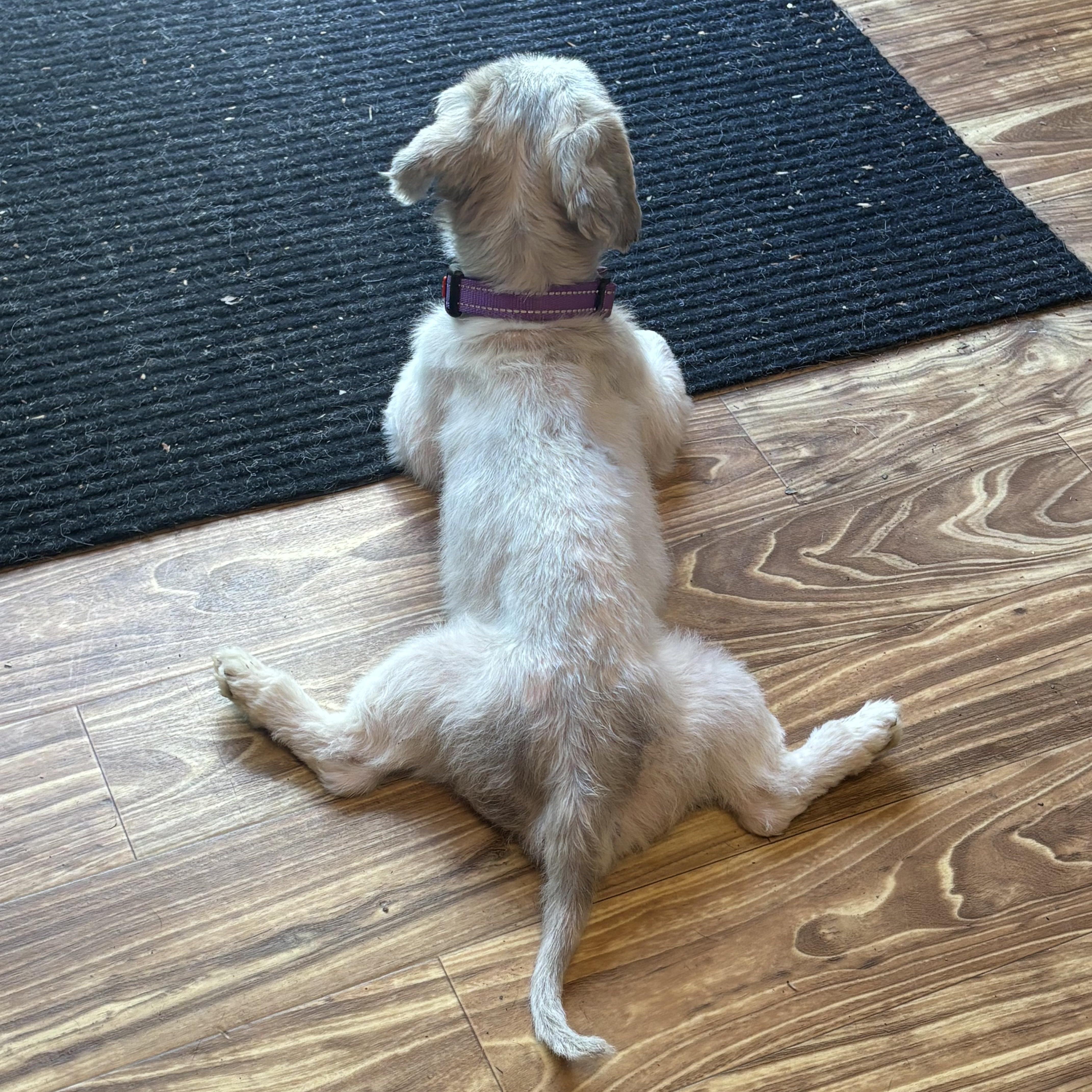 Milton, an adopted Shih Tzu in Valley City, OH image 2/3