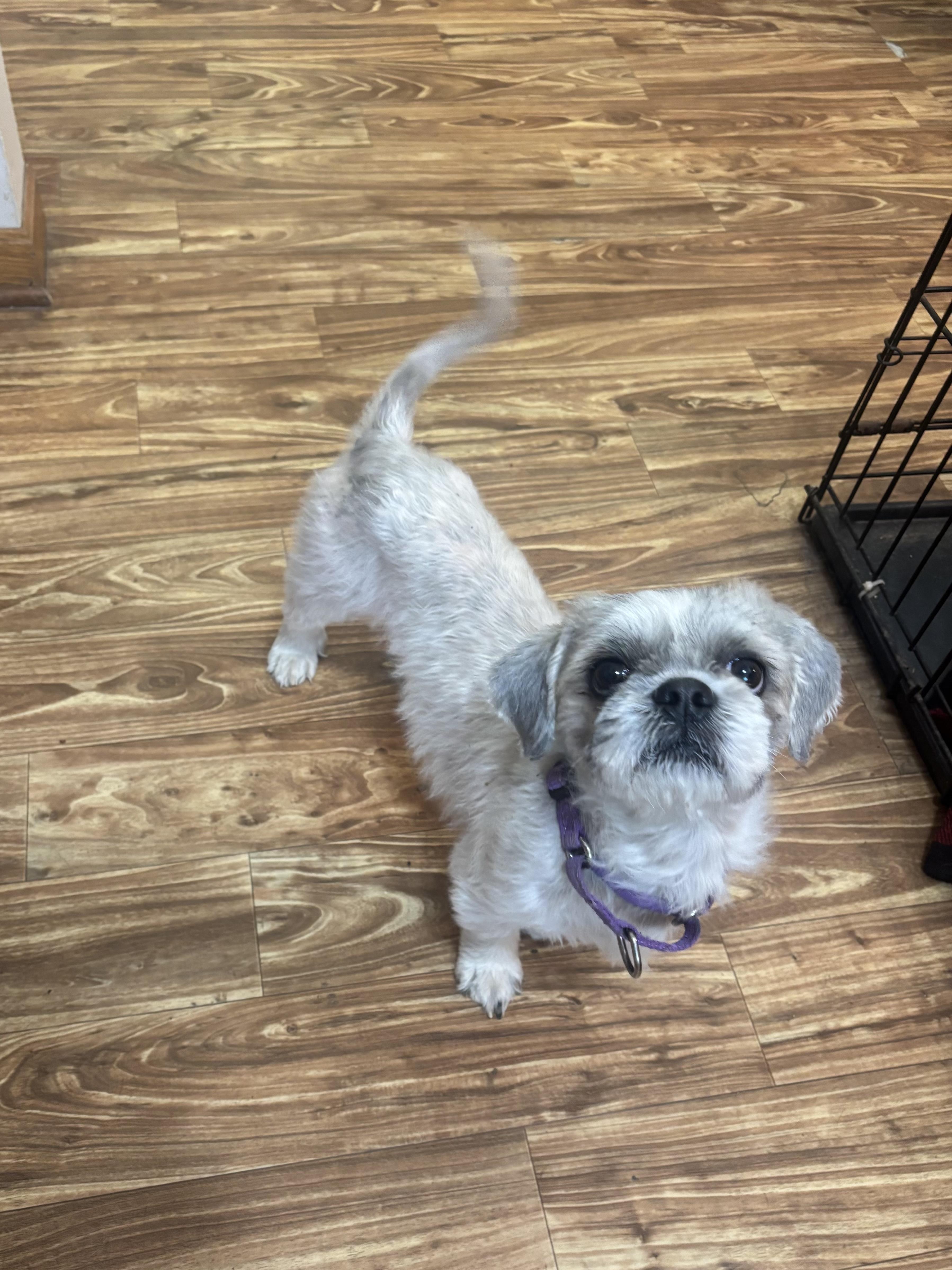 Milton, an adopted Shih Tzu in Valley City, OH image 3/3