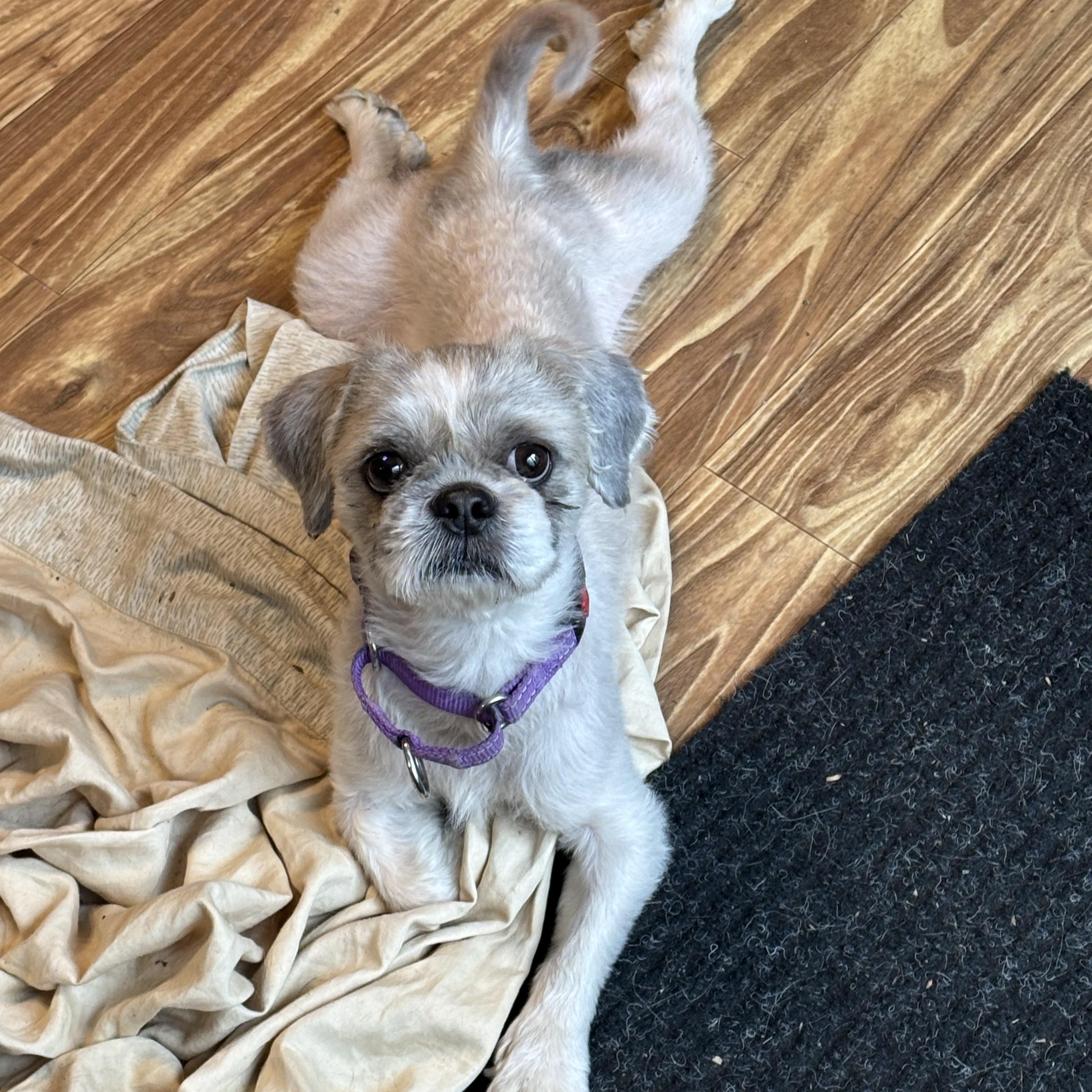 Milton, an adopted Shih Tzu in Valley City, OH image 1/3