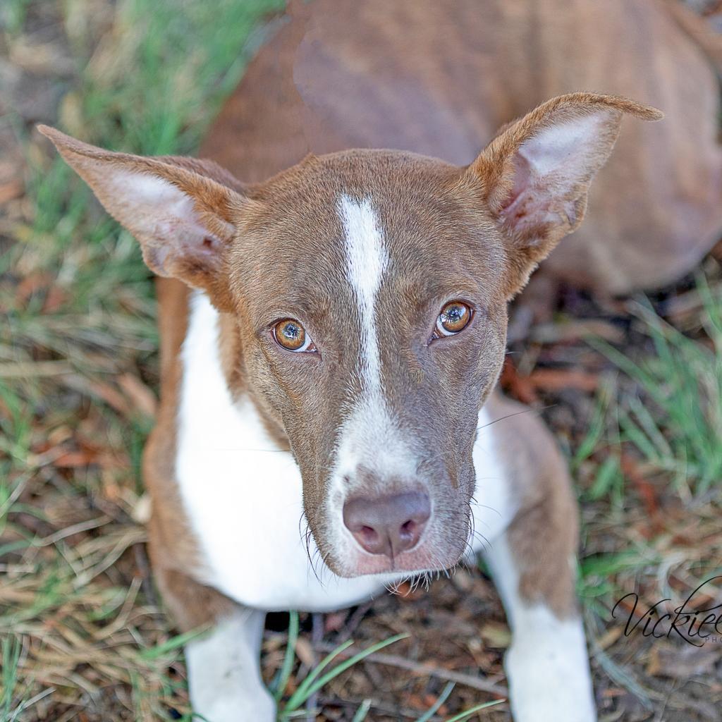Enlarge Daisy Rose, a Adoptable mixed breed in Abilene, TX image 1/6