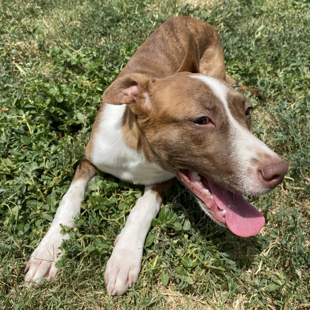Enlarge Daisy Rose, a Adoptable mixed breed in Abilene, TX image 2/6