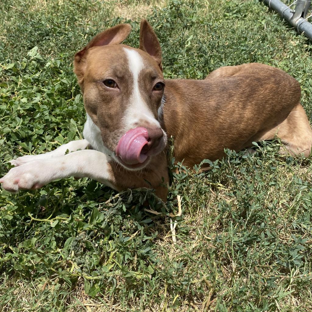 Enlarge Daisy Rose, a Adoptable mixed breed in Abilene, TX image 4/6