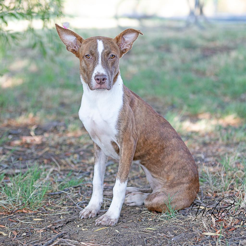 Enlarge Daisy Rose, a Adoptable mixed breed in Abilene, TX image 5/6