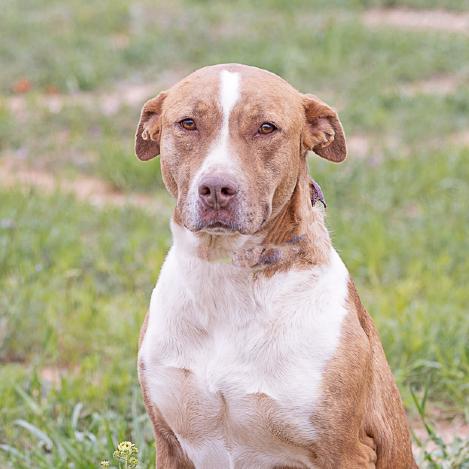 Enlarge Daisy Rose, a Adoptable mixed breed in Abilene, TX image 6/6