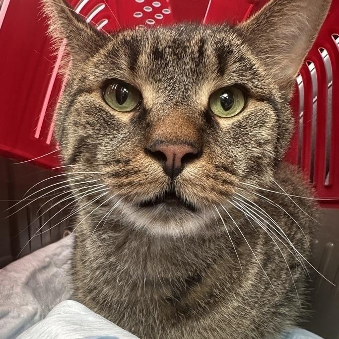 Teddy Bear, Adoptable, Adult Male Domestic Short Hair.