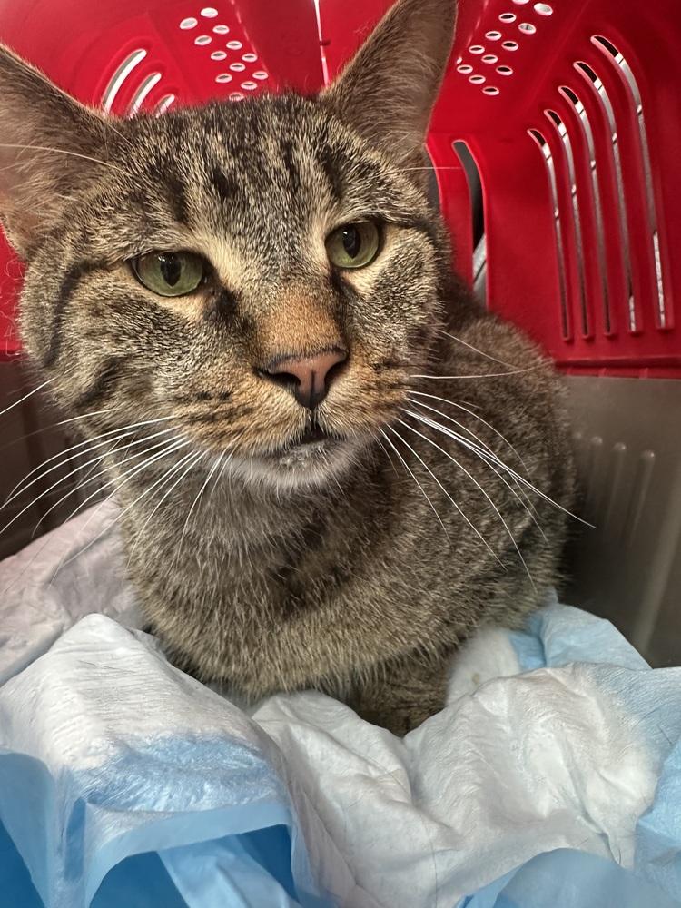 Enlarge Teddy Bear, a Adoptable Domestic Short Hair in Chicago, IL image 2/6