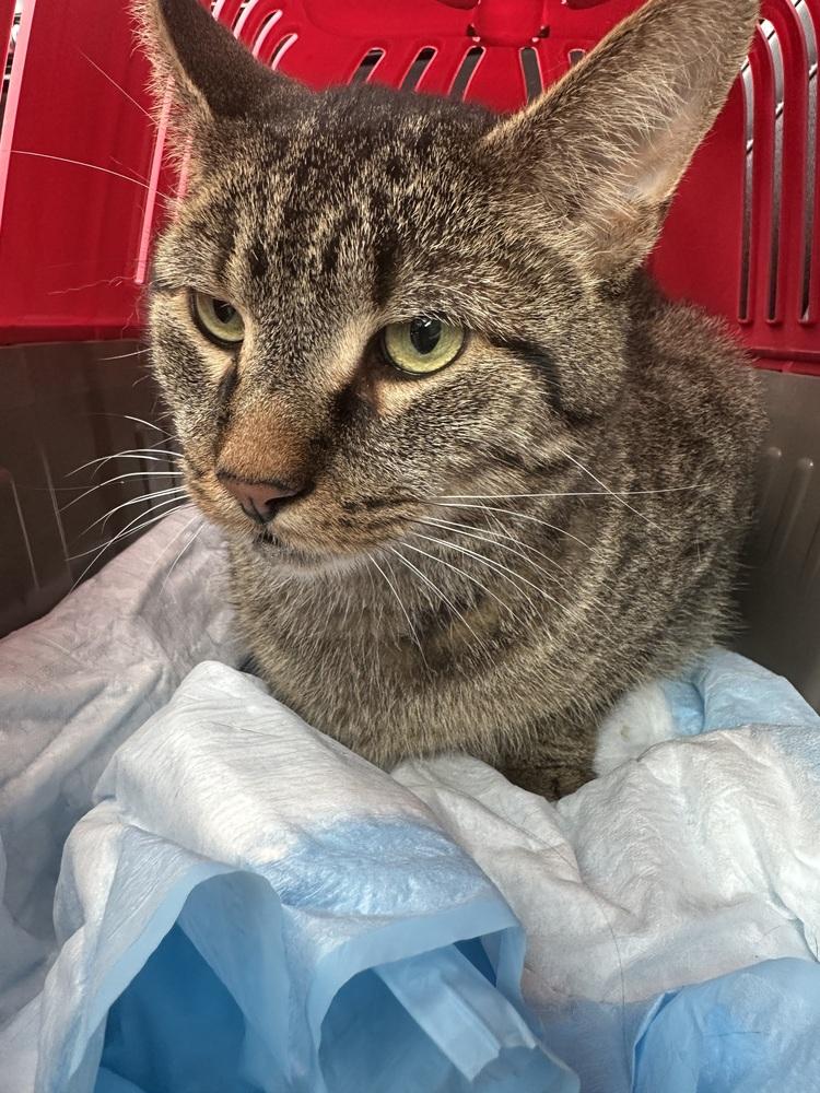 Enlarge Teddy Bear, a Adoptable Domestic Short Hair in Chicago, IL image 4/6