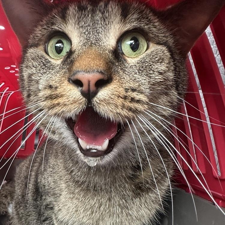 Enlarge Teddy Bear, a Adoptable Domestic Short Hair in Chicago, IL image 5/6