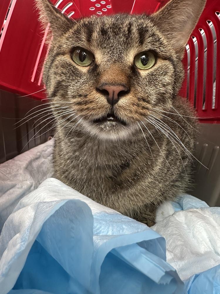 Enlarge Teddy Bear, a Adoptable Domestic Short Hair in Chicago, IL image 6/6