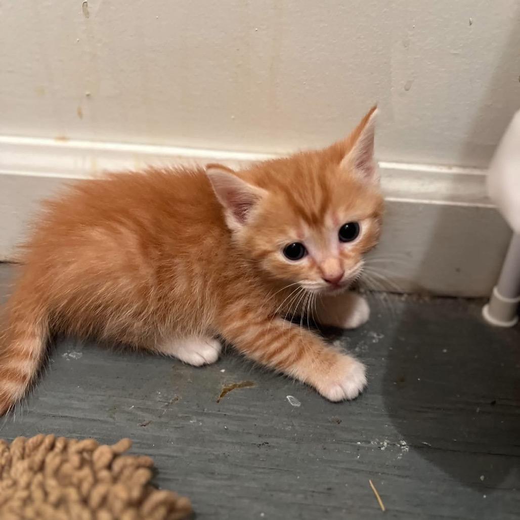 Enlarge Marmalade, a Adoptable Domestic Short Hair in Odenville, AL image 1/1