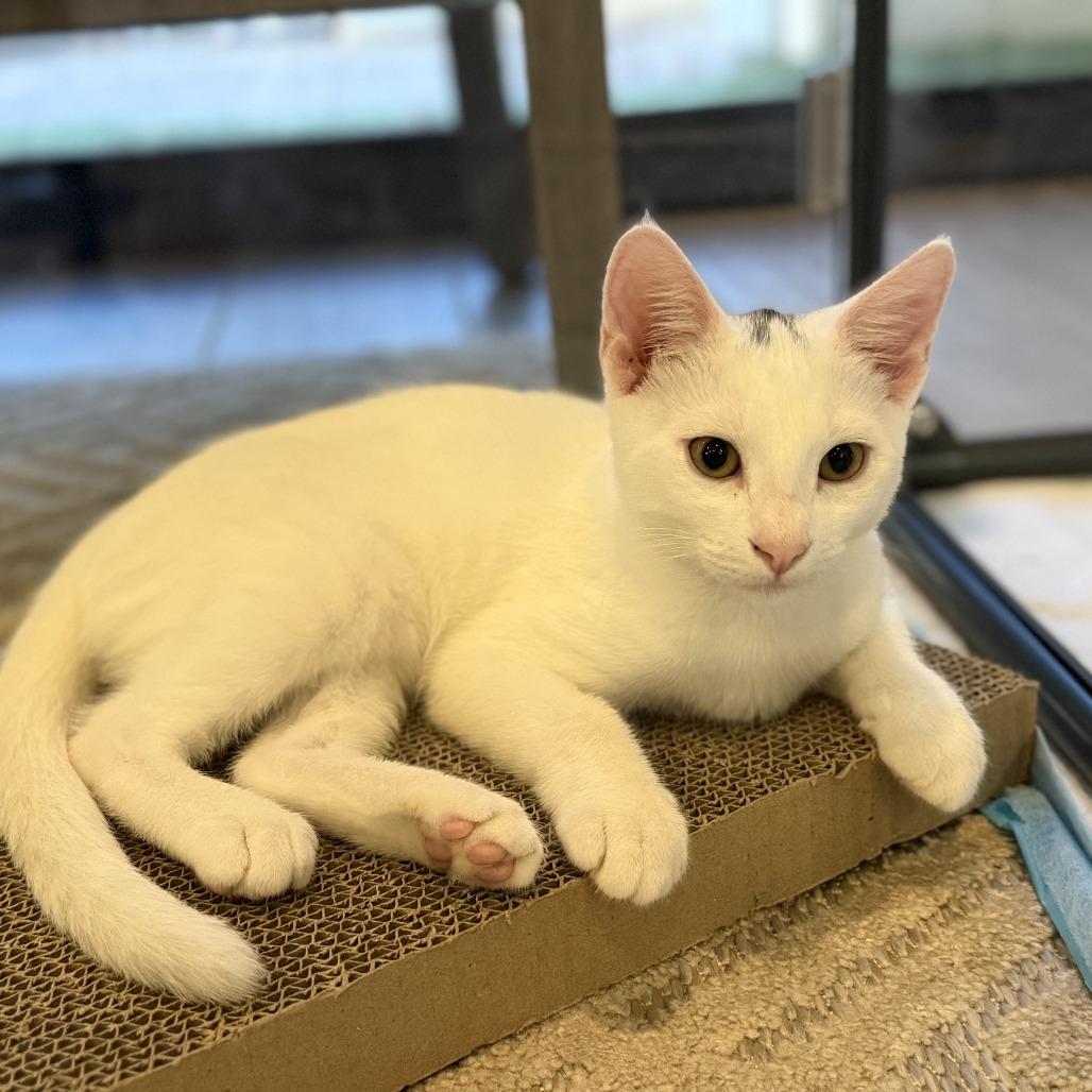 Enlarge Sagan, a Adoptable mixed breed in Escondido, CA image 2/6