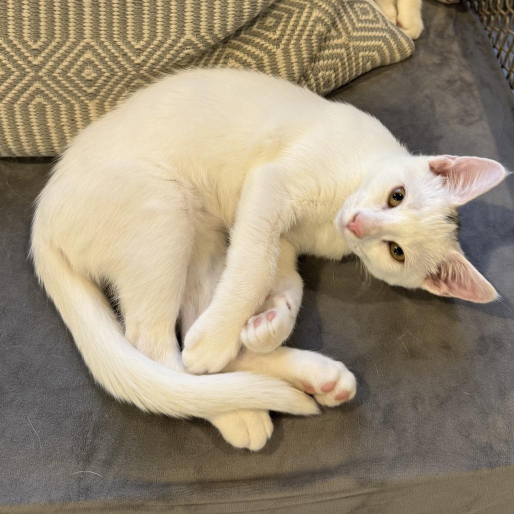 Enlarge Sagan, a Adoptable mixed breed in Escondido, CA image 3/6