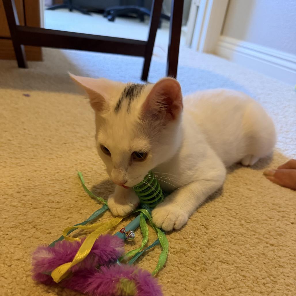 Enlarge Sagan, a Adoptable mixed breed in Escondido, CA image 6/6