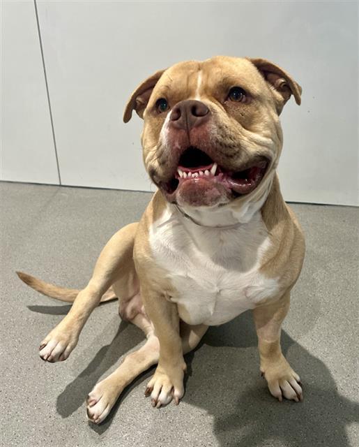 Enlarge BUBBA, a Adoptable mixed breed in San Francisco, CA image 1/1