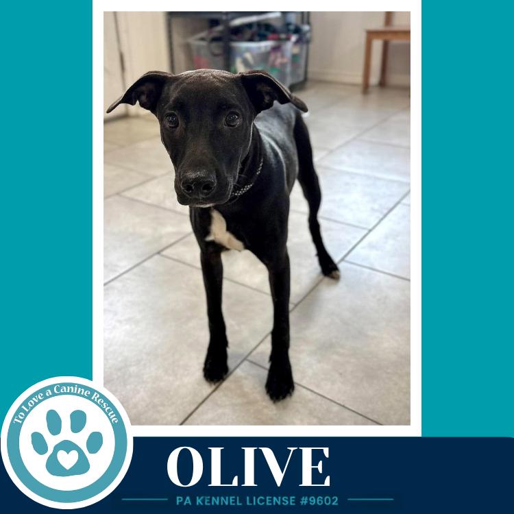 Olive (Deli Delights) 091226, Adoptable, Puppy Female Labrador Retriever & Hound.