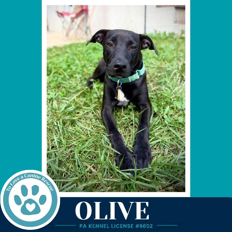Enlarge Olive (Deli Delights) 091226, a Adoptable mixed breed in Kimberton, PA image 2/4