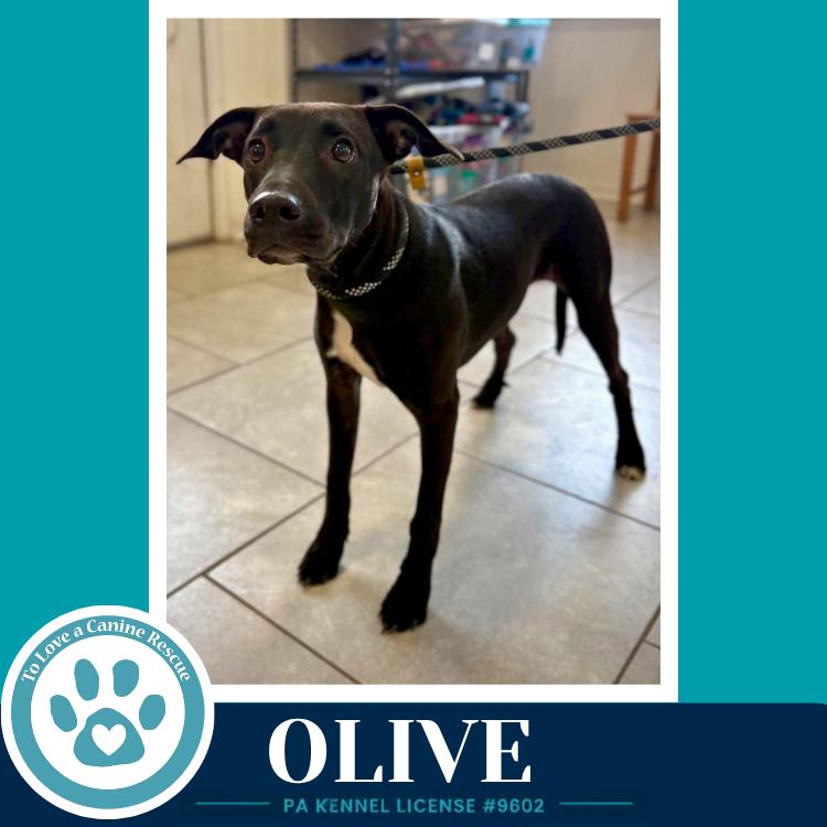 Enlarge Olive (Deli Delights) 091226, a Adoptable mixed breed in Kimberton, PA image 3/4