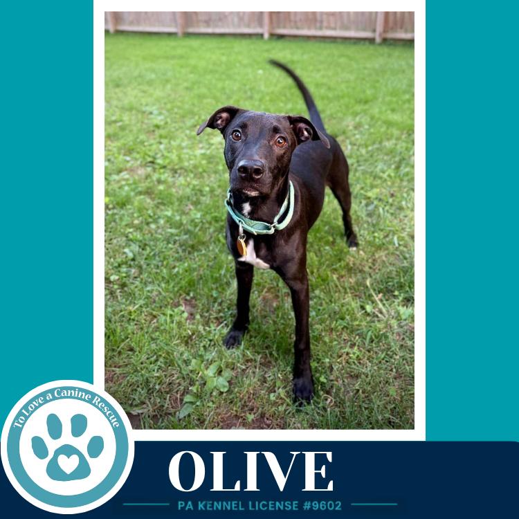 Enlarge Olive (Deli Delights) 091226, a Adoptable mixed breed in Kimberton, PA image 4/4