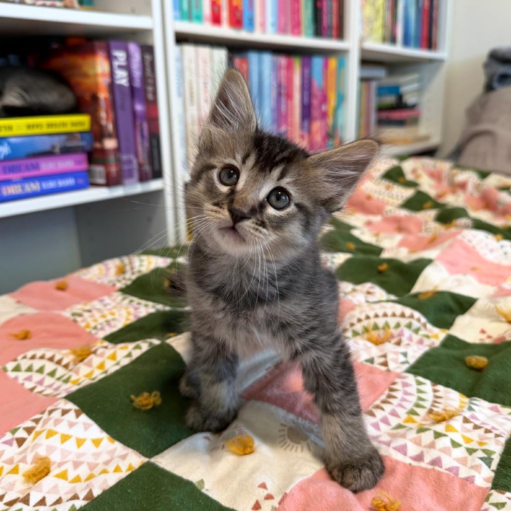 Gravy, Adoptable, Kitten Male Domestic Medium Hair.