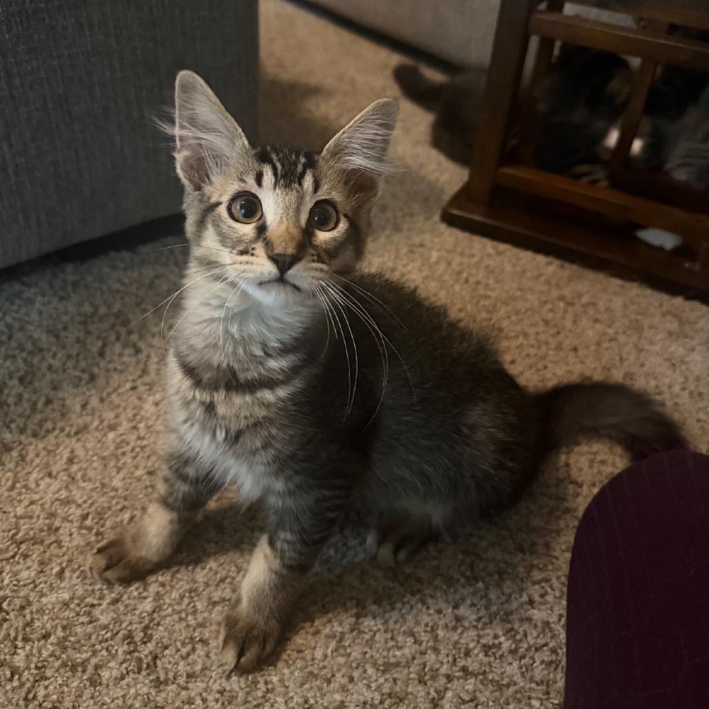 Enlarge Gravy, a Adoptable Domestic Medium Hair in Ashland, OR image 2/2