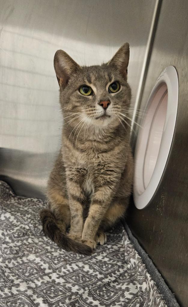 Moma Cats, Adoptable, Adult Female Domestic Short Hair.