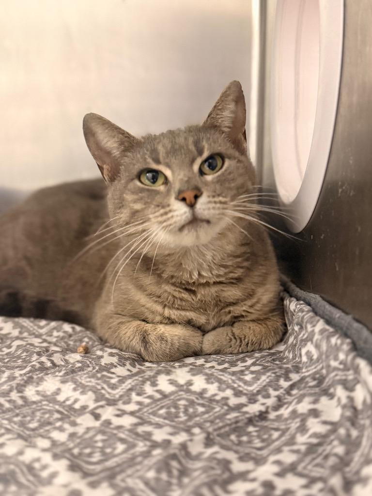 Moma Cats, a Adoptable mixed breed in Bloomington, IN image 2/6