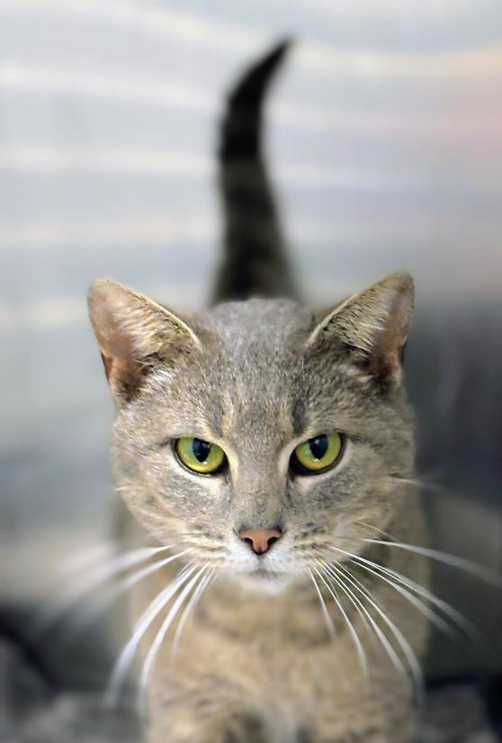 Moma Cats, a Adoptable mixed breed in Bloomington, IN image 3/6
