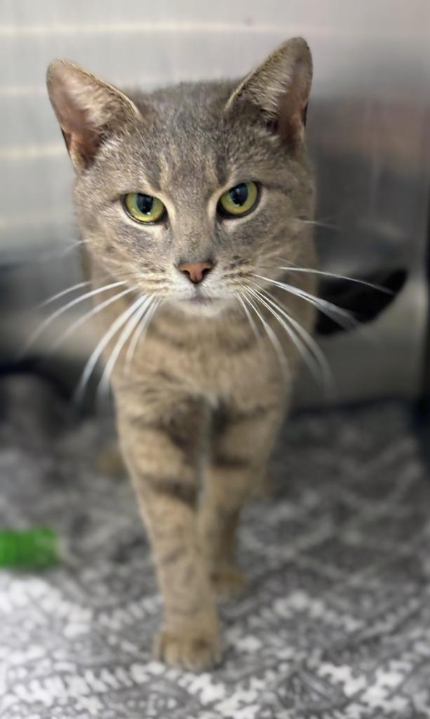 Moma Cats, a Adoptable mixed breed in Bloomington, IN image 4/6