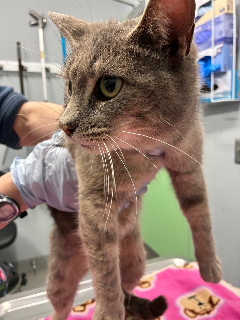 Moma Cats, a Adoptable mixed breed in Bloomington, IN image 5/6