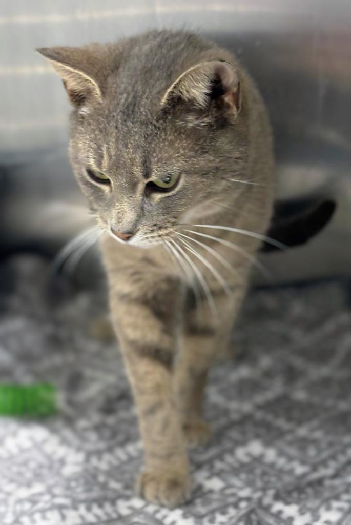 Moma Cats, a Adoptable mixed breed in Bloomington, IN image 6/6