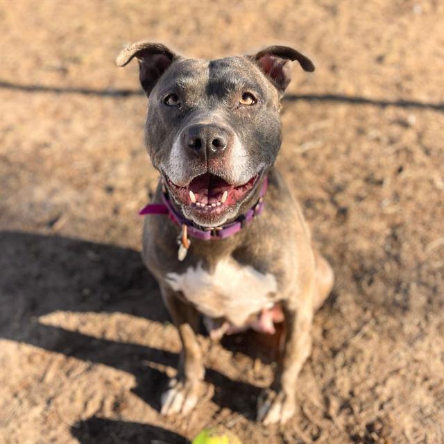 Enlarge SILVERBELL, a Adoptable mixed breed in Aurora, CO image 1/1