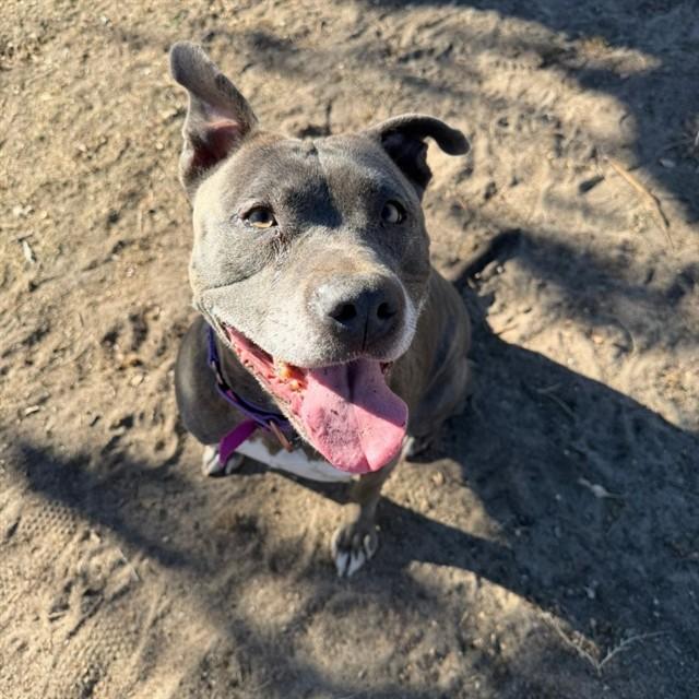 Enlarge SILVERBELL, a Adoptable mixed breed in Aurora, CO image 1/1