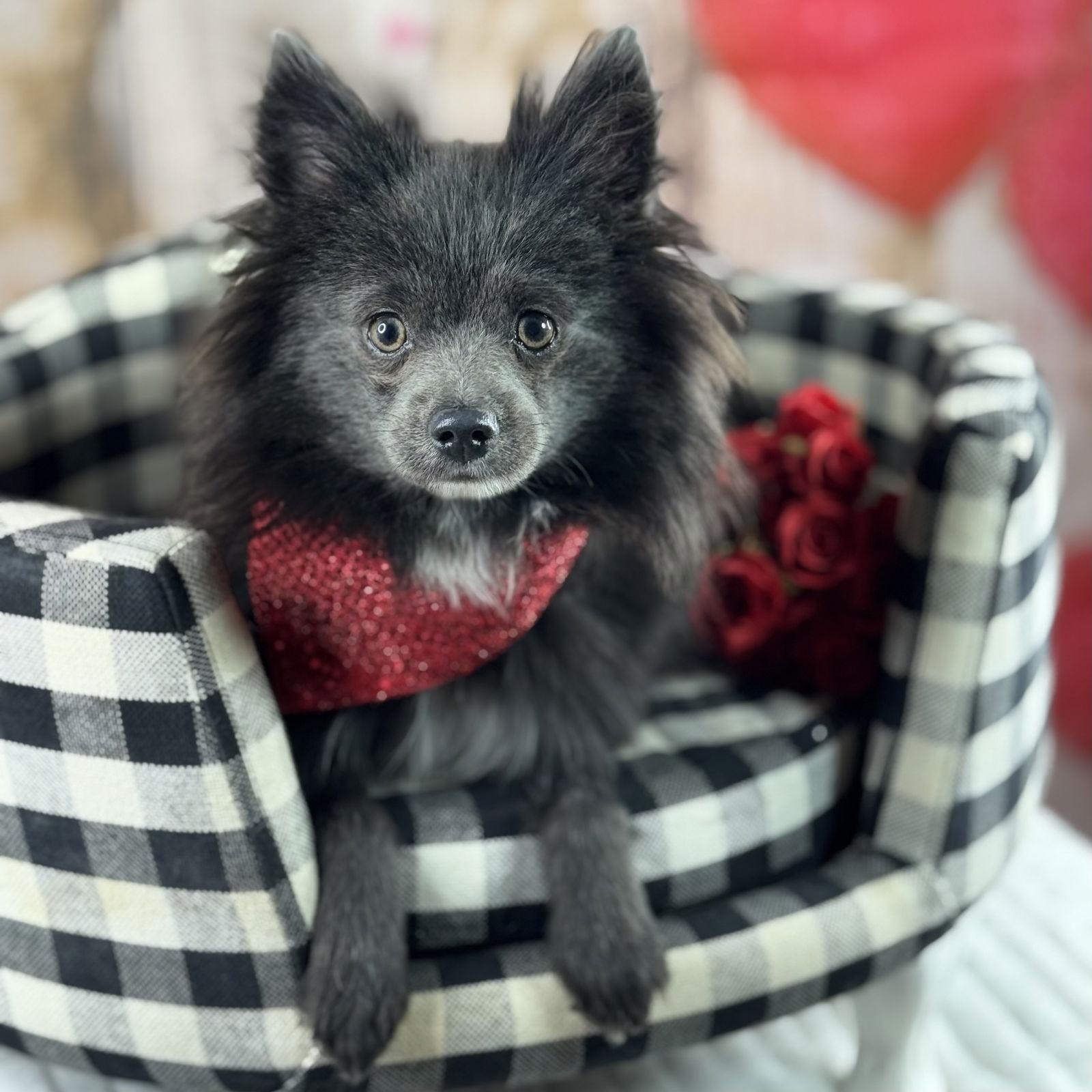 Wolfie, Adoptable, Puppy Male Pomeranian.