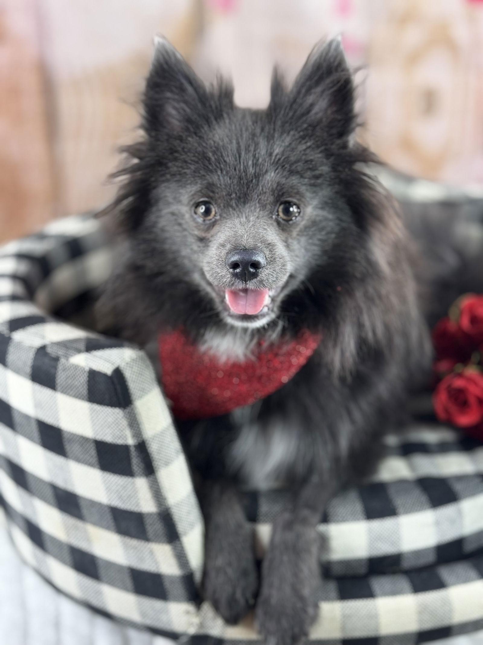 Enlarge Wolfie, a Adoptable Pomeranian in Garland, TX image 2/3