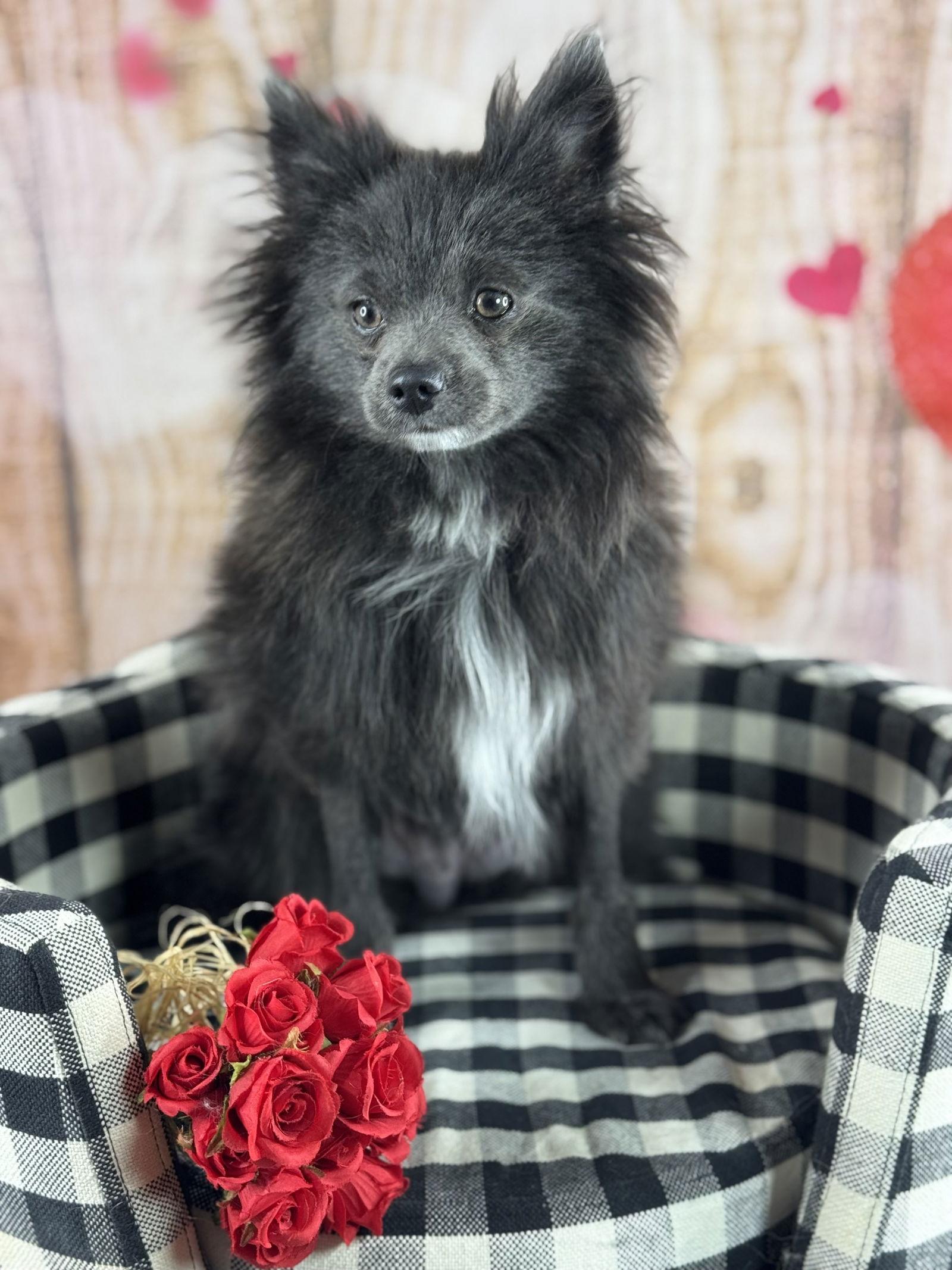 Enlarge Wolfie, a Adoptable Pomeranian in Garland, TX image 3/3