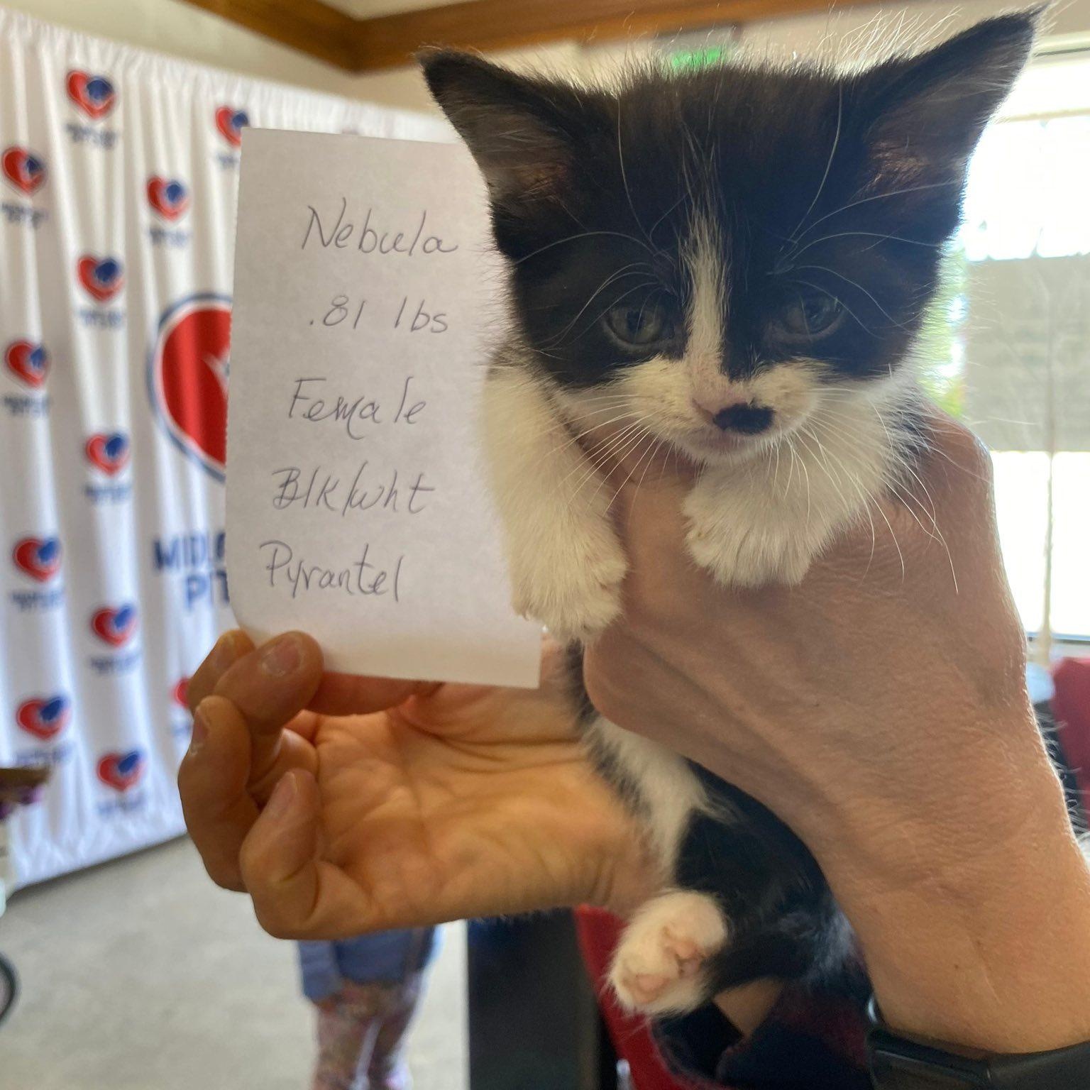 Nebula, a Adoptable mixed breed in Midland, MI image 2/2