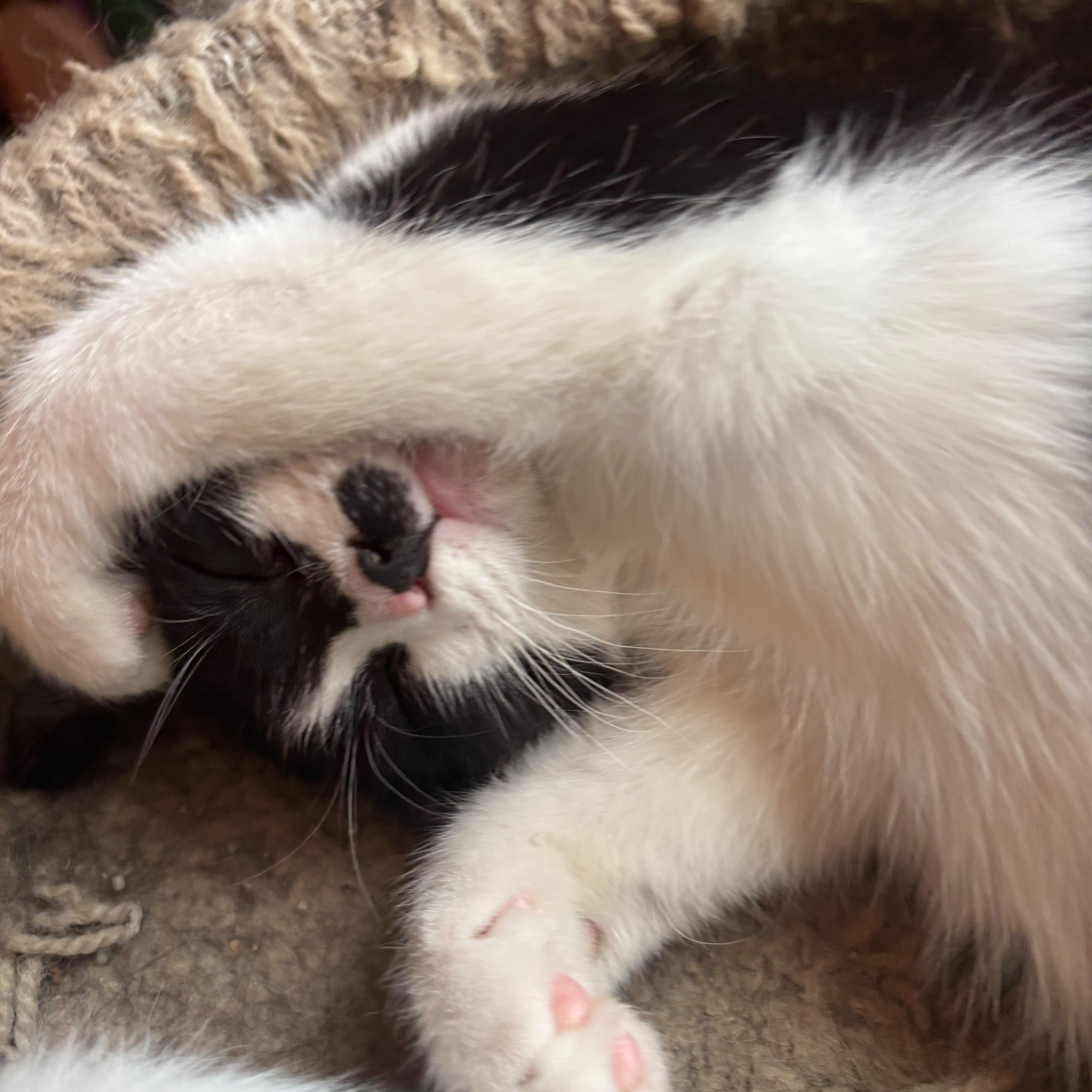 Nebula, Adoptable, Kitten Female Tuxedo.