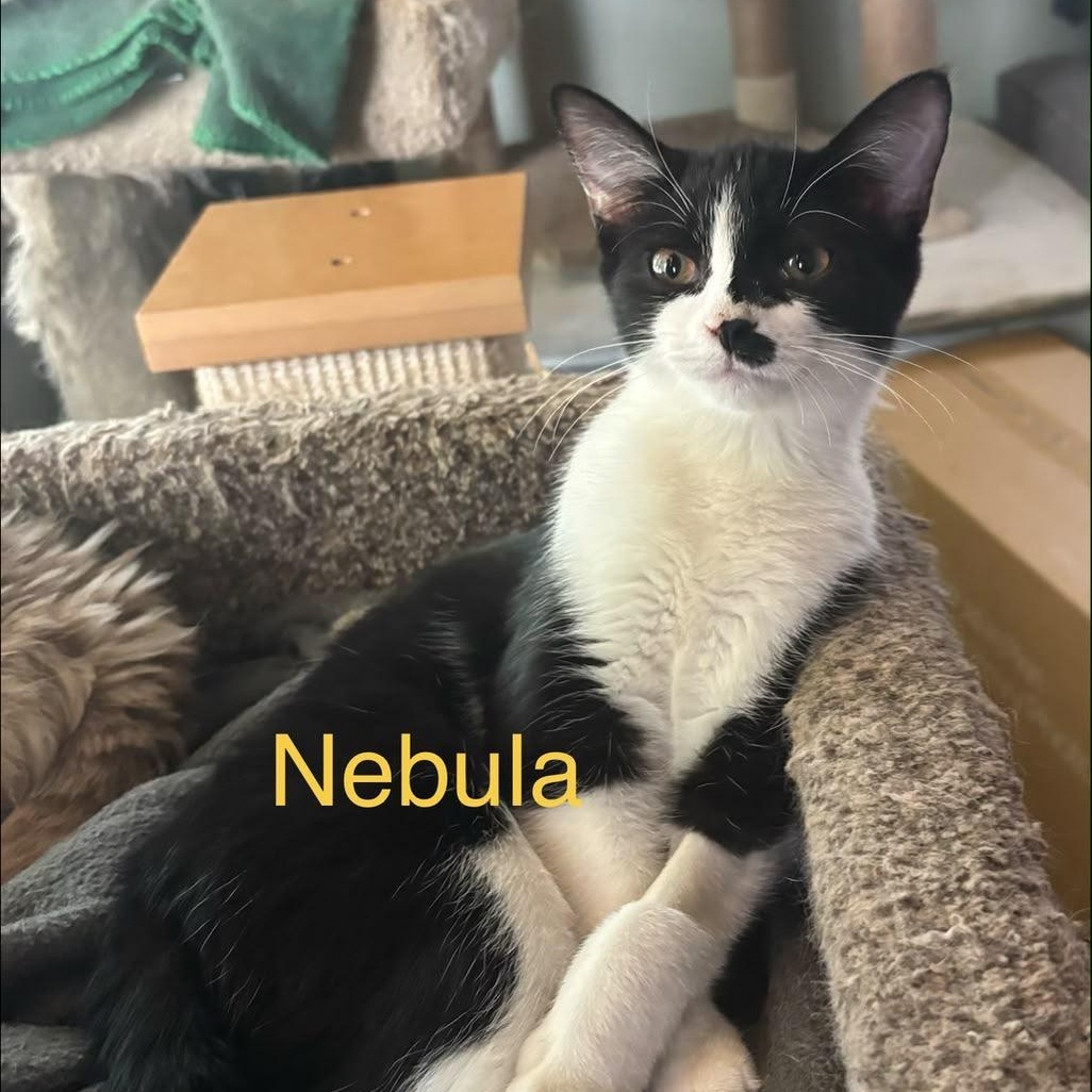 Enlarge Nebula, a Adoptable mixed breed in Midland, MI image 2/6