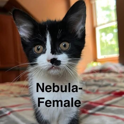 Nebula, Adoptable, Kitten Female Tuxedo.