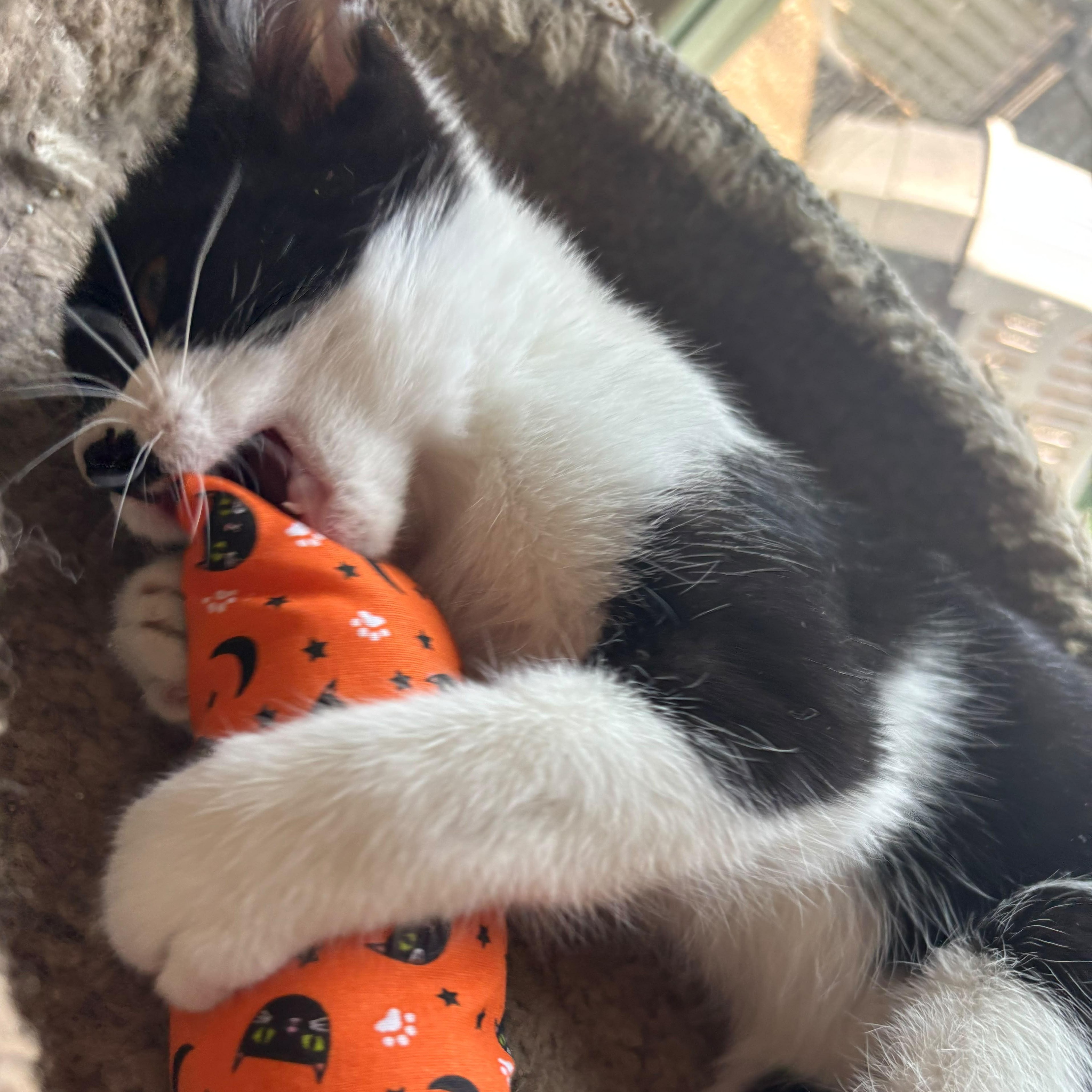 Enlarge Nebula, a Adoptable mixed breed in Midland, MI image 4/4