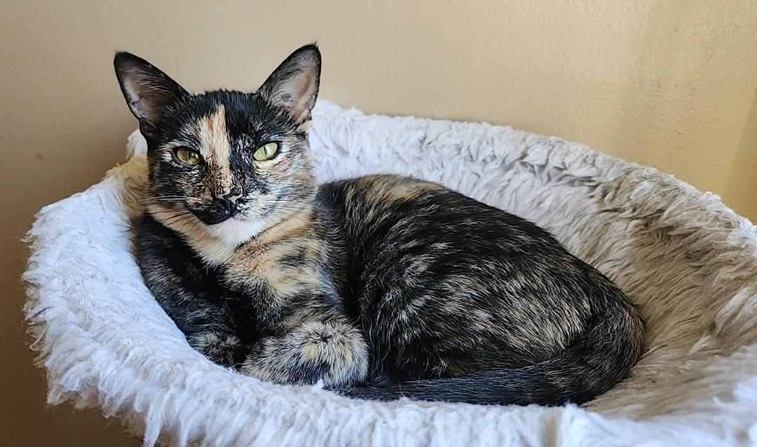 Enlarge Bambi, a Adoptable mixed breed in San Jose, CA image 4/6