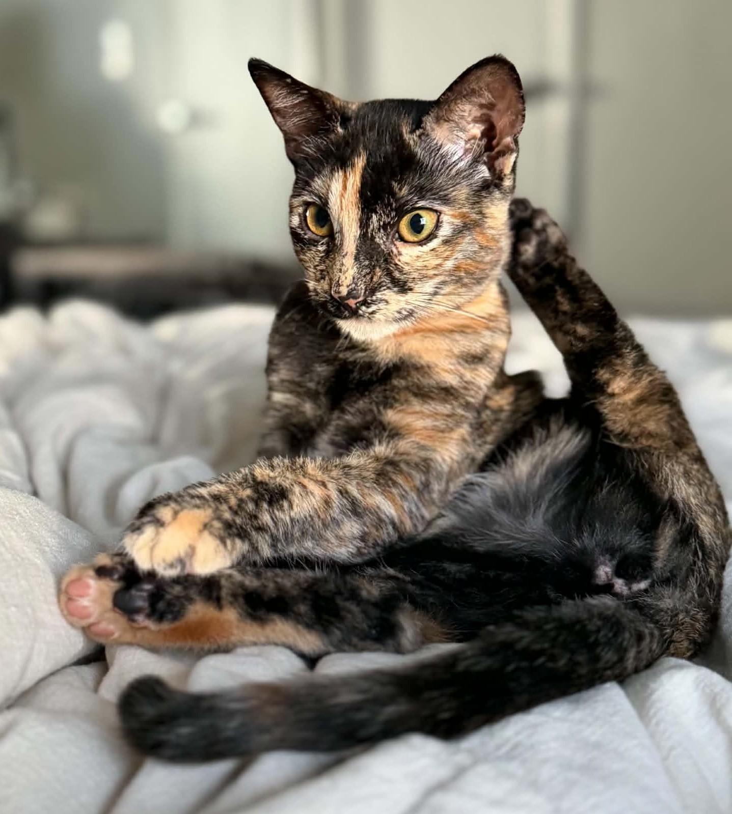 Enlarge Bambi, a Adoptable mixed breed in sunnyvale, CA image 3/6