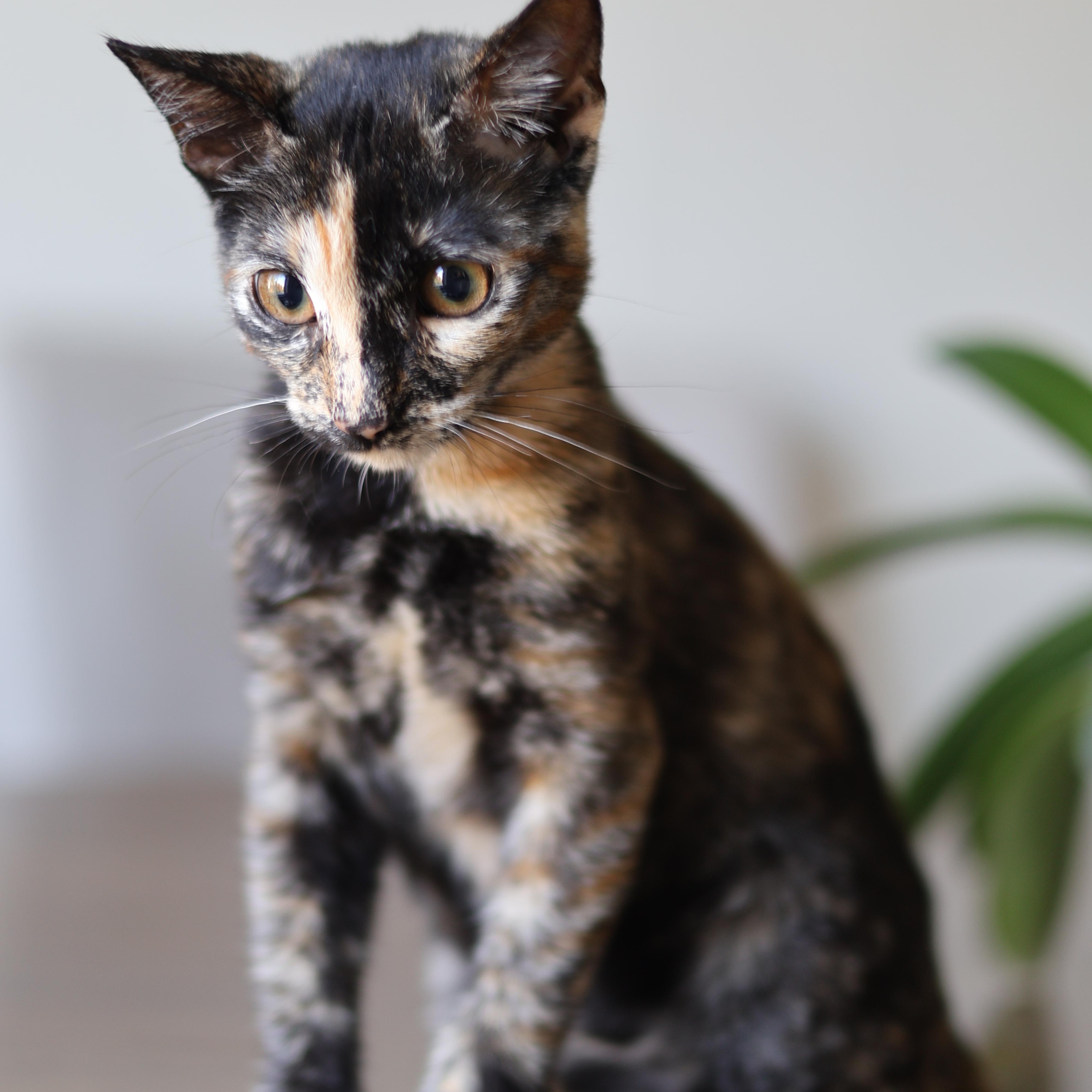 Bambi, a Adoptable mixed breed in sunnyvale, CA image 2/5