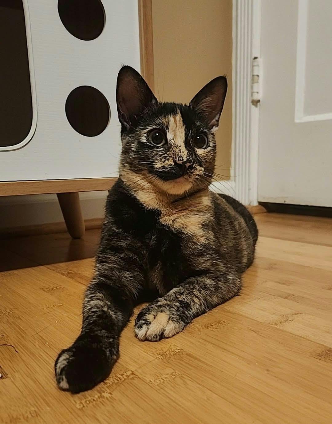 Bambi, Adoptable, Kitten Female American Shorthair & Domestic Short Hair.
