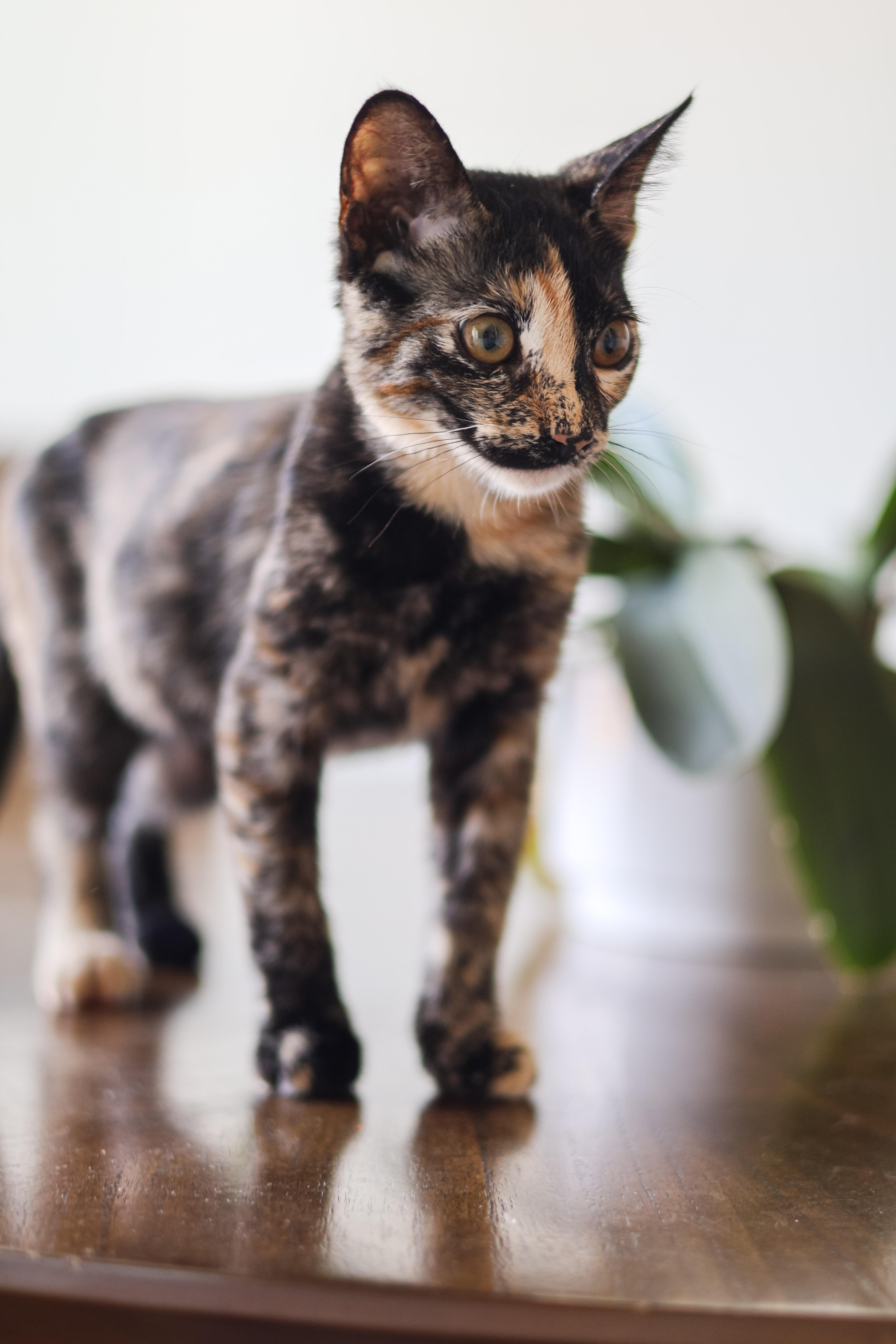 Bambi, a Adoptable mixed breed in sunnyvale, CA image 3/5
