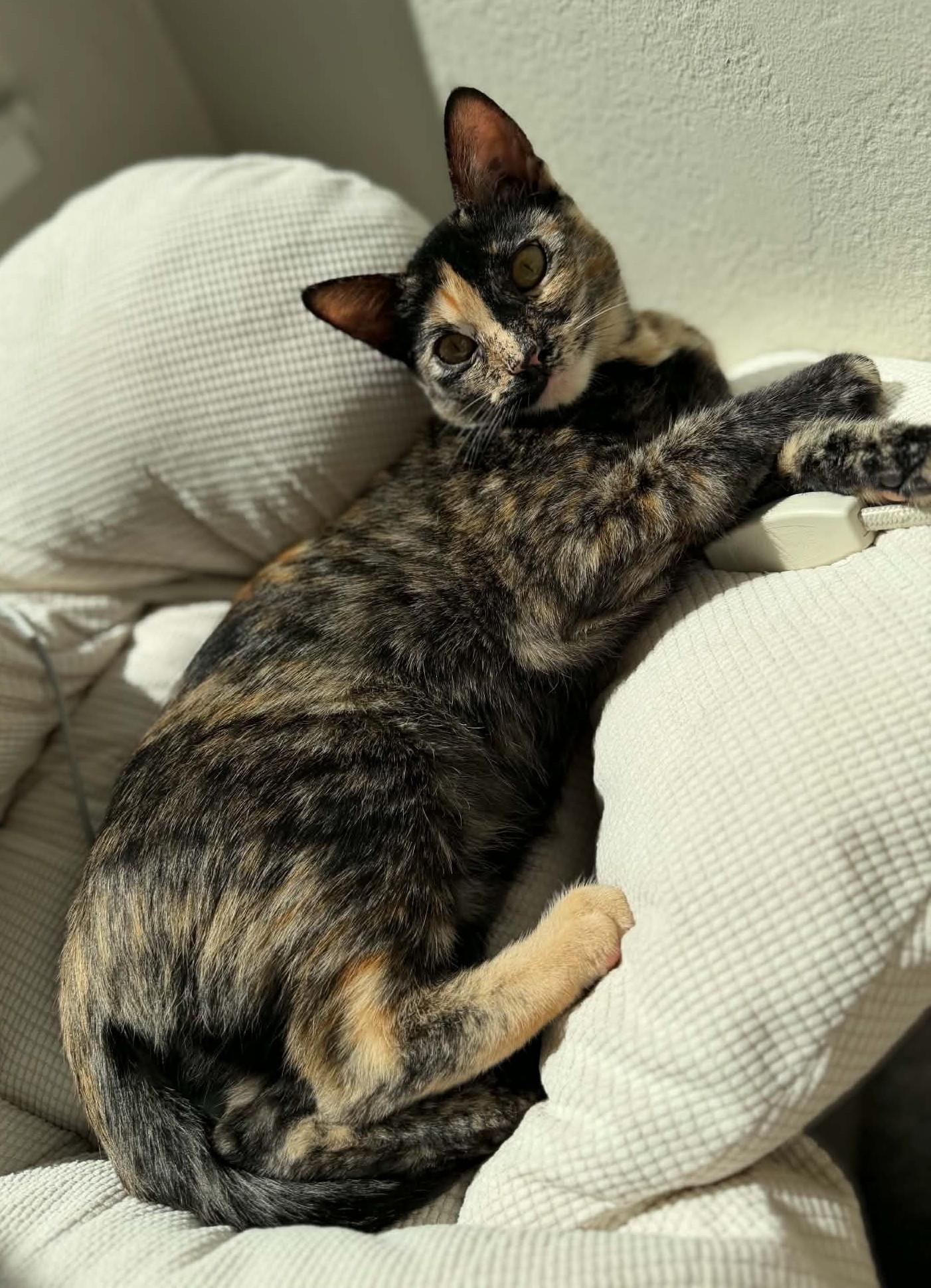 Bambi, Adoptable, Kitten Female American Shorthair & Domestic Short Hair.