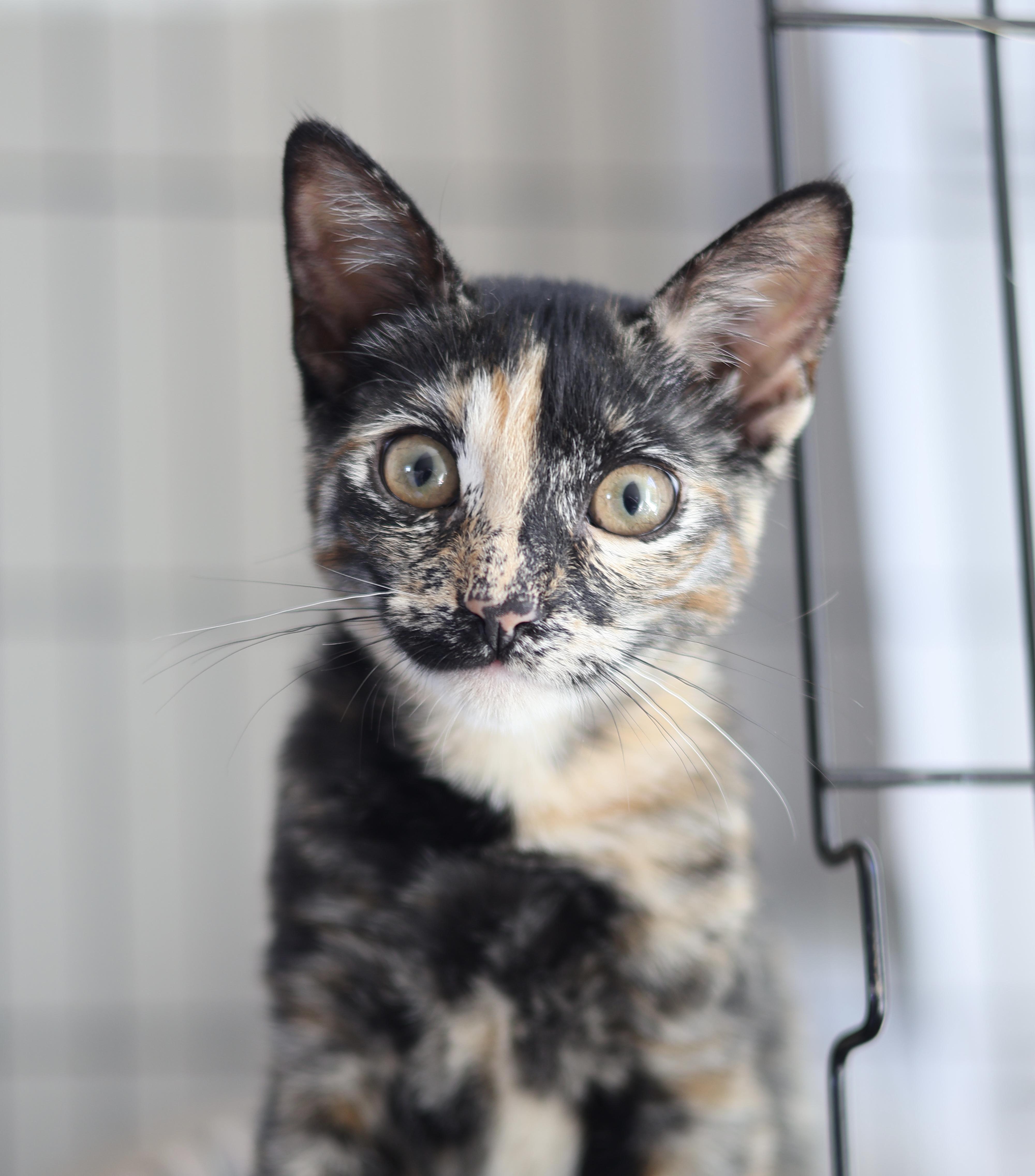 Bambi, a Adoptable mixed breed in sunnyvale, CA image 1/5