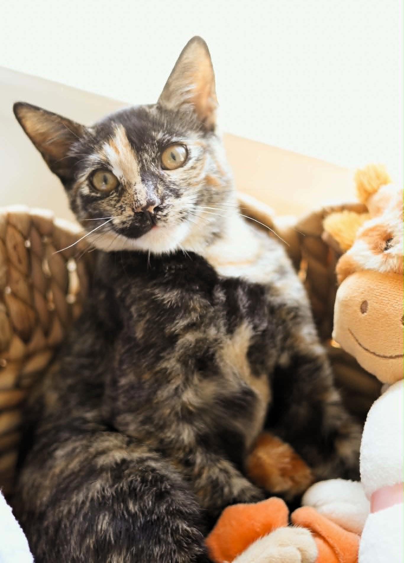 Bambi, a Adoptable mixed breed in Morgan Hill, CA image 2/6
